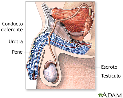 Anatomía normal