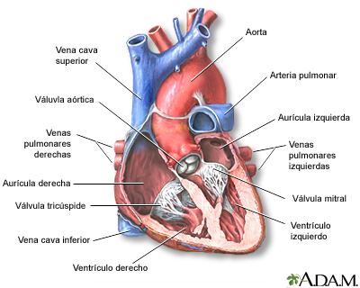 Corte transversal por el medio del corazón