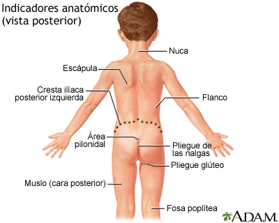 Vista posterior de puntos de referencia anatómicos