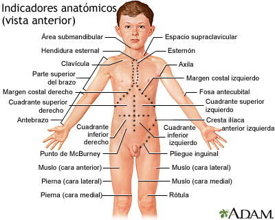 Vista anterior de puntos de referencia anatómicos