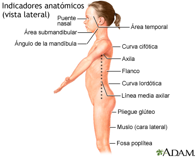 Vista lateral de puntos de referencia anatómicos