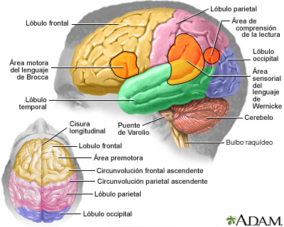 El cerebro