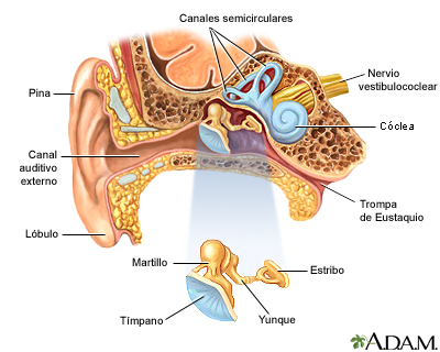 Anatomía del oído