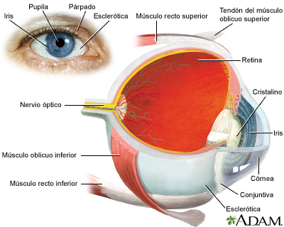 El ojo