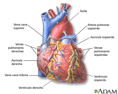 Vista anterior del corazón