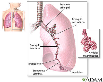 Los pulmones