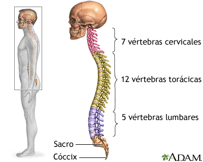 Columna vertebral