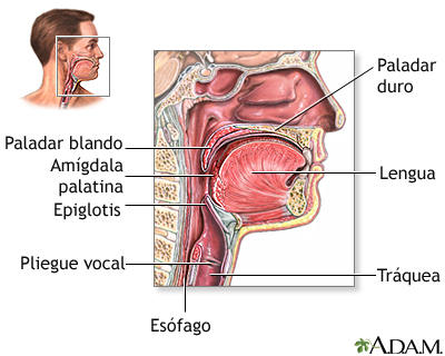 Anatomía de la garganta