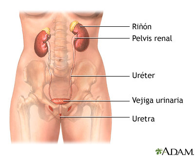 Tracto urinario femenino