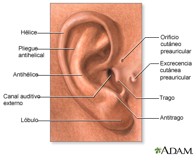 Hallazgos médicos basados en la anatomía del oído externo