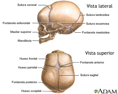 Cráneo del recién nacido