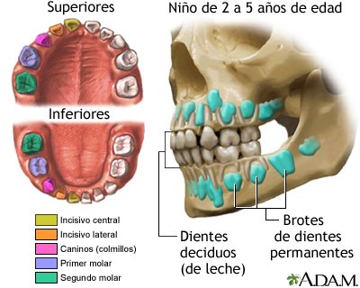 Desarrollo de los dientes de leche