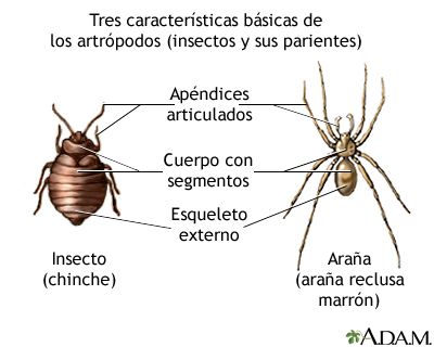 Características básicas de los artrópodos