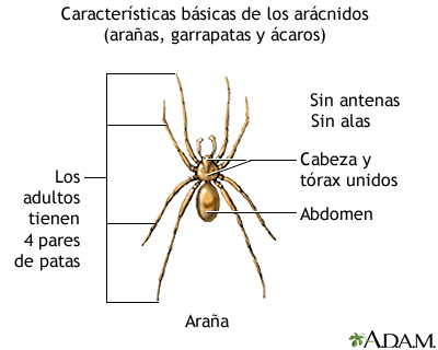 Características básicas de los arácnidos