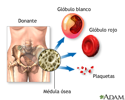 Anatomía normal