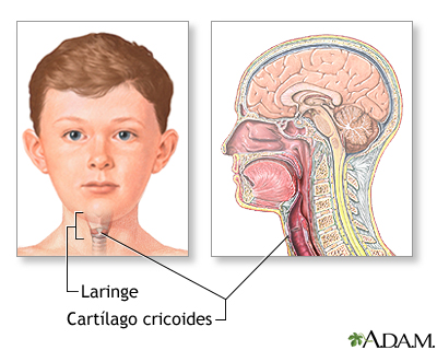 Anatomía normal