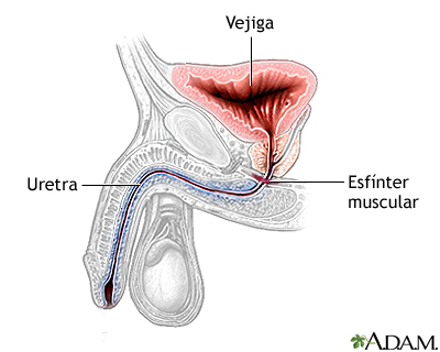 Anatomía normal