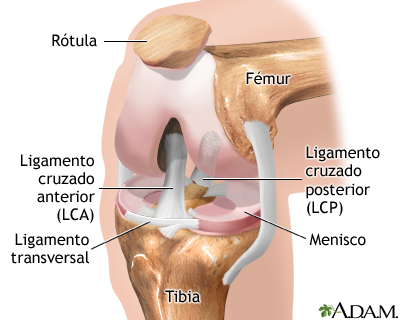 Anatomía normal