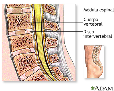 Anatomía normal