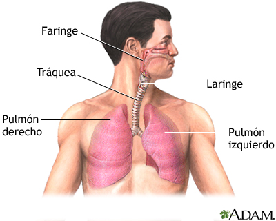 Anatomía normal