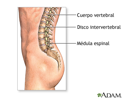 Anatomía normal