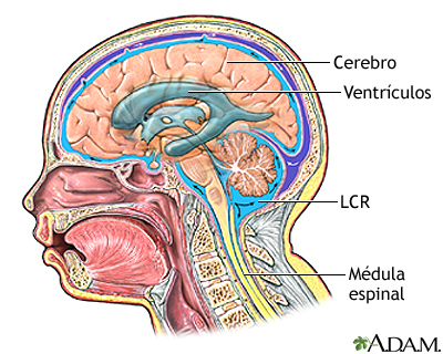 Anatomía normal