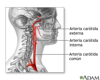 Anatomía normal