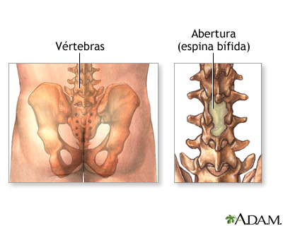 Anatomía normal