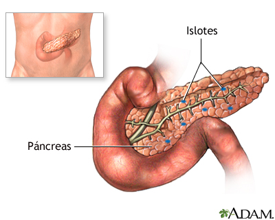 Anatomía normal