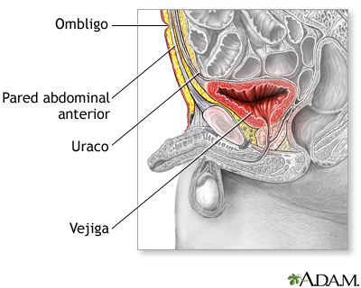 Anatomía normal