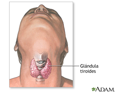 Anatomía normal