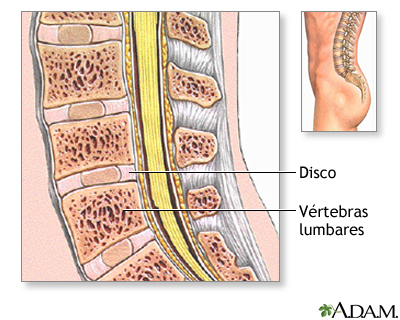 Anatomía normal