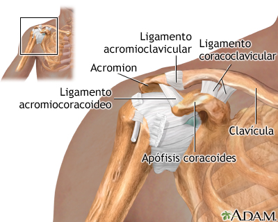 Anatomía normal