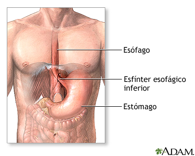 Anatomía normal