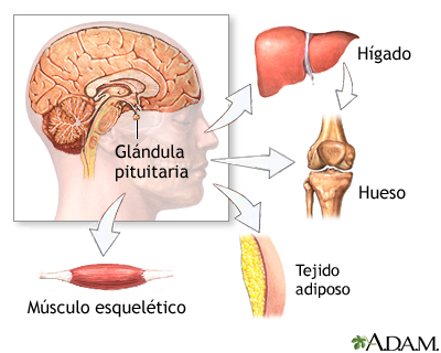 Anatomía normal