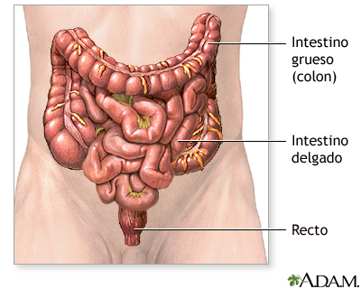 Anatomía normal