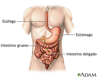 Anatomía normal