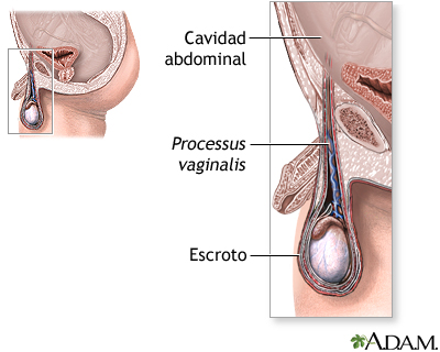 Anatomía normal