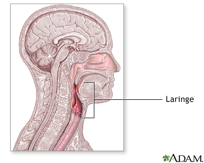 Anatomía normal