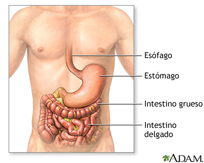 Anatomía normal