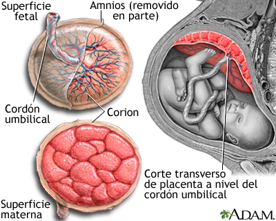 Anatomía de la placenta normal