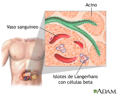 Islotes de Langerhans