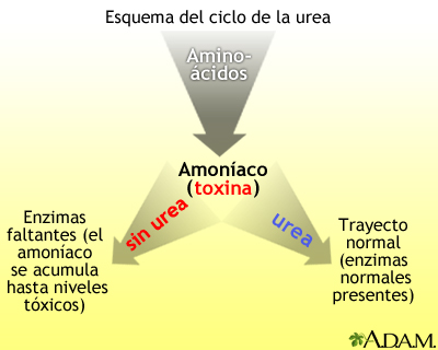 Ciclo de la úrea