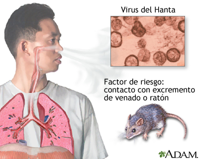 Virus Hanta