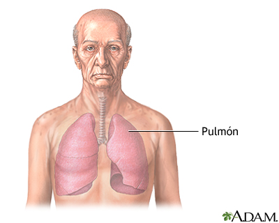 Los pulmones