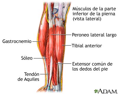 Músculos de la pierna inferior