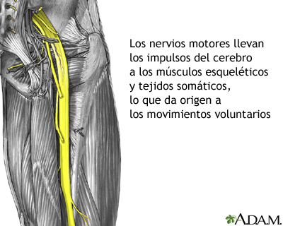 Nervios motores