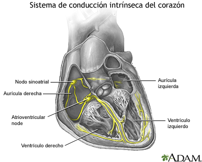 Sistema de conducción cardíaca