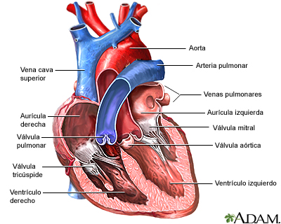 Vista anterior de válvulas cardíacas