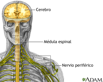 Sistema nervioso